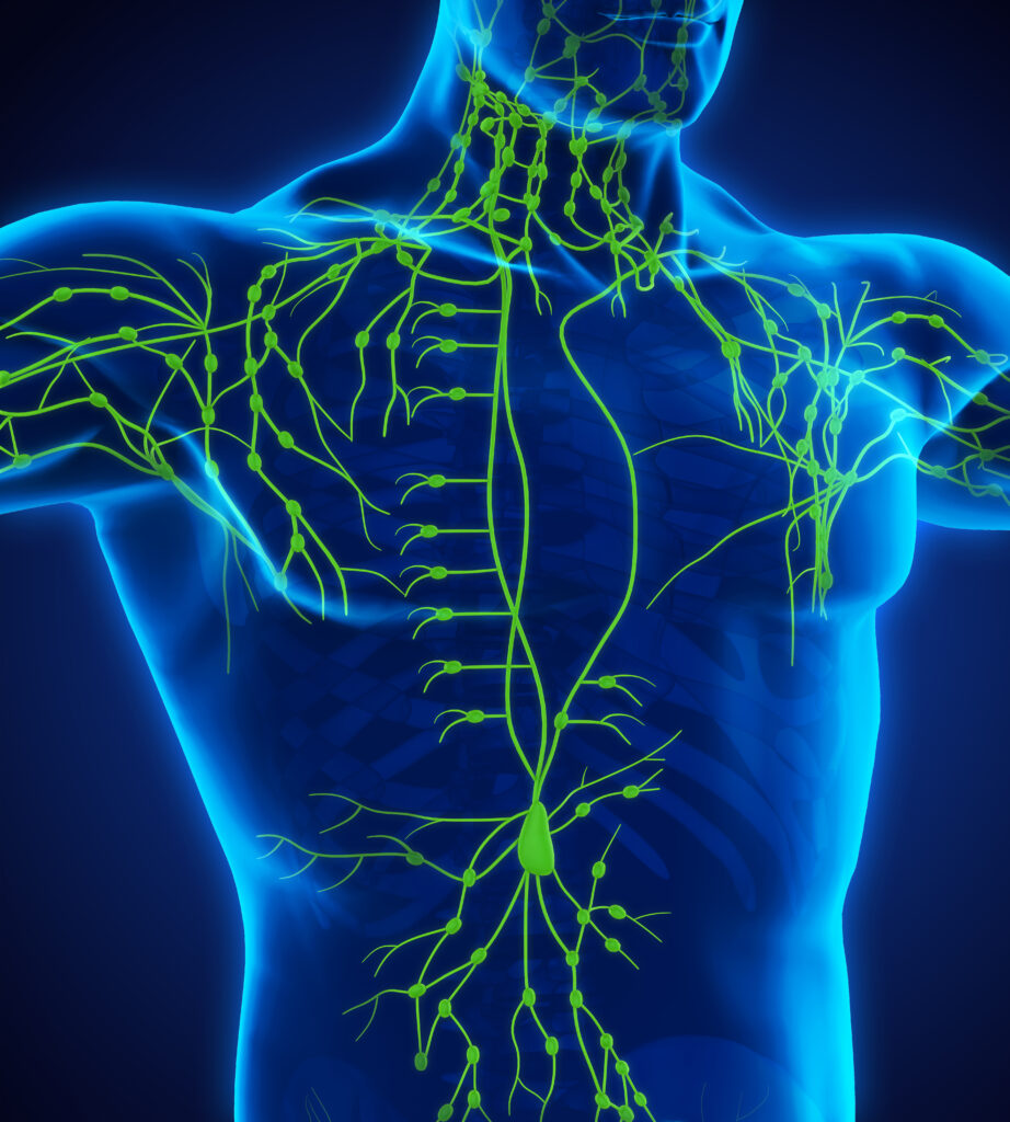 Photo of Lymphatic system