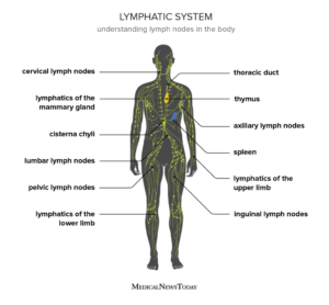 photo of Lymphatic system