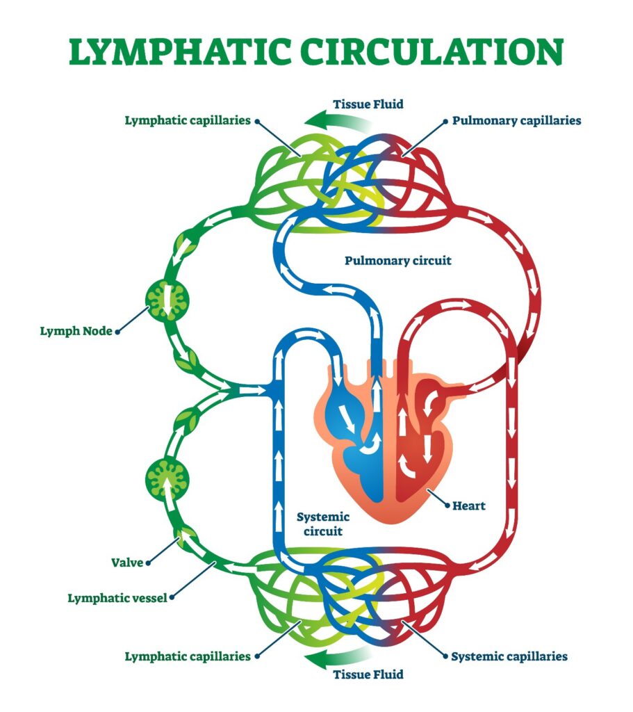 Lymphatic circulation system