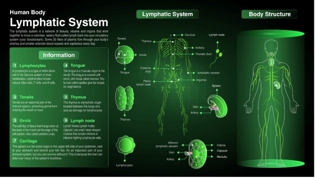 image graphic of the lymphatic lymph node system