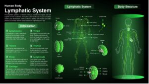 image graphic of the lymphatic lymph node system