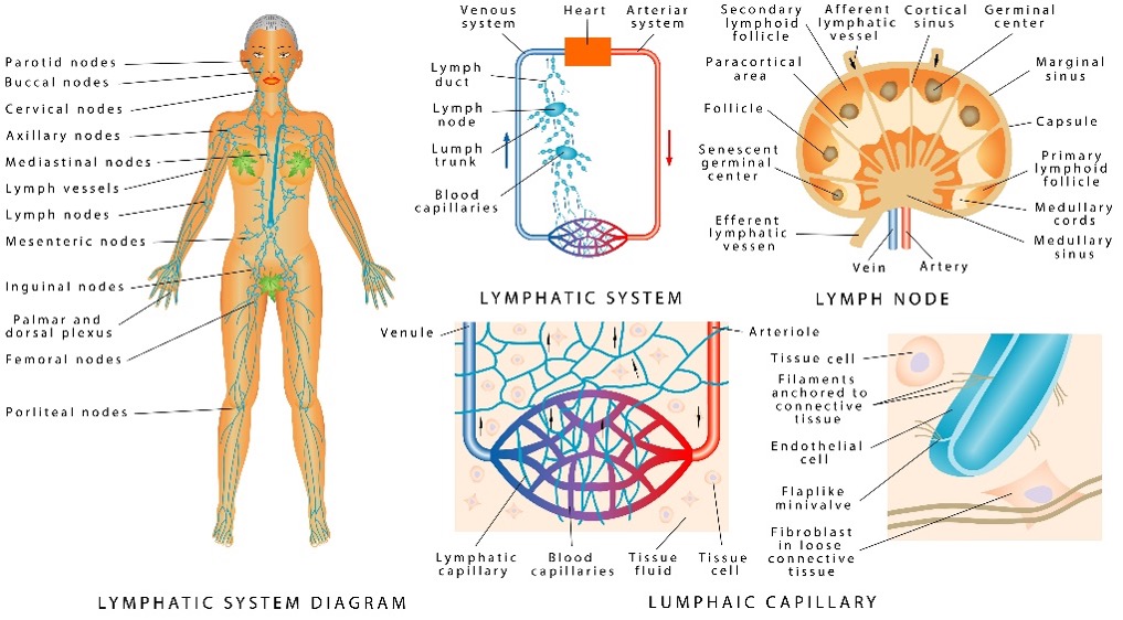 Map of the lymphatic system