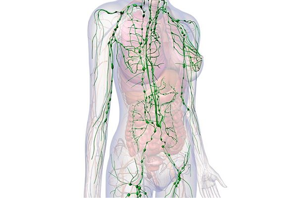 Illustration showing lymph nodes and lymphatic vessels in the body.