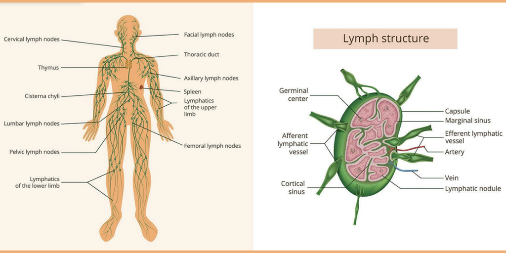 Diagram showing the human lymphatic system and lymph nodes.