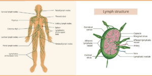 Diagram showing the human lymphatic system and lymph nodes.